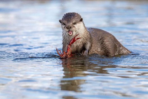 Eurasian Otter (Lutra lutra) feeding on crab, Castile-La Mancha, Spain