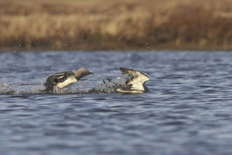Pacific Loon (Gavia pacifica) mating, Manitoba, Canada
