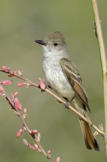 Ash-throated Flycatcher (Myiarchus cinerascens), Texas, USA