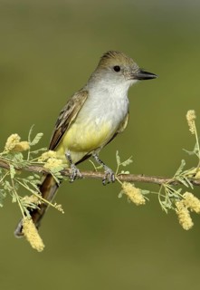 Brown-crested Flycatcher (Myiarchus tyrannulus), Arizona, USA