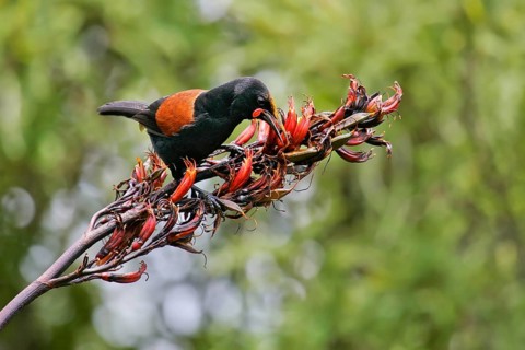 North Island Saddleback (Philesturnus rufusater) foraging, Nordinsel, New Zealand