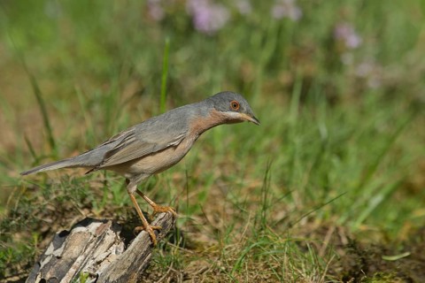 Subalpine Warbler (Sylvia cantillans) male, Liguria, Italy