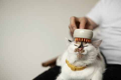 A cat enjoys being groomed with a brush, eyes closed in contentment. The process of combing cat fur