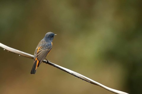 Blue-fronted Redstart (Phoenicurus frontalis), juvenile, Uttarakhand, Indien