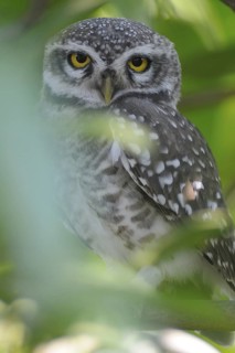 Spotted Owlet (Athene brama), India