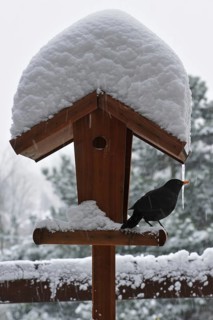 Male Blackbird (Turdus merula) on bird feeder, birdfeeder, bird table in winter in the snow,