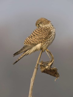 Common Kestrel (Falco tinnunculus) female, Utrecht, Netherlands