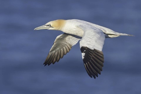 Northern Gannet (Morus bassanus) flying, Newfoundland, Canada