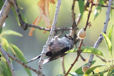 A charming long-tailed tit, Aegithalos caudatus, perches gracefully on a sunlit branch. Its soft