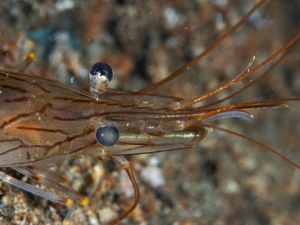 Detailed view of a shrimp with transparent body and complex patterns, saw shrimp, large rock shrimp