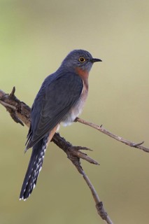 Fan-tailed Cuckoo (Cacomantis flabelliformis), Victoria, Australia