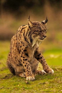Common Lynx, Iberian Lynx, Lynx pardinus, Castilla La Mancha, Spain