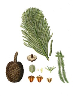 Norfolk araucaria, also known as Norfolk fir or Norway fir, Arucaria excelsa, Norfolk Island pine,