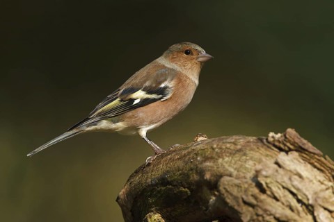 Common Chaffinch (Fringilla coelebs) male, Utrecht, Netherlands