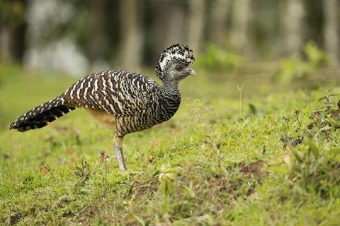 Great Curassow (Crax rubra) walking in the dry forest of Costa Rica, Central America