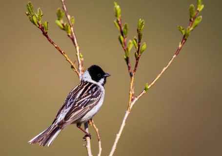 Pallas's Reed Bunting (Emberiza pallasi) male, Hovsgol, Mongolia
