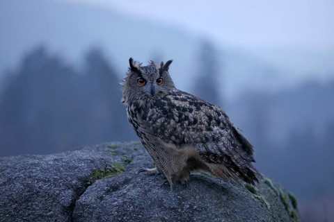 Europäischer Uhu, lat. Bubo bubo, sitzt in der Abenddämmerung auf einem Felsen im böigem Wind