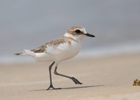 Kentish Plover (Charadrius alexandrinus) foraging on beach, Goa India