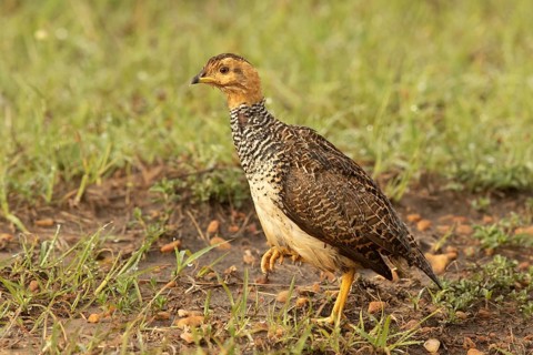 Coqui Francolin (Peliperdix coqui) female, Masai Mara, Kenya