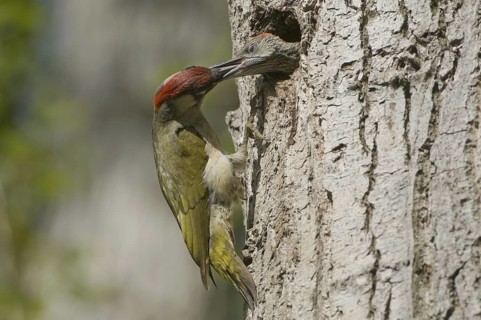 European Green Woodpecker (Picus viridis) juvenile, Saxony, Germany