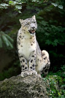 Snow leopard (Uncia uncia), adult, alert, sitting on rocks, endangered species, captive