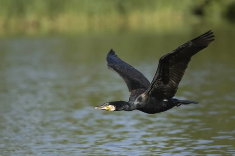 Great Cormorant (Phalacrocorax carbo) flying, Rhineland-Palatinate, Germany
