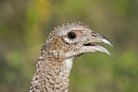 Common Pheasant Phasianus colchicus Sandstone, Minnesota, United States 5 October Adult Female