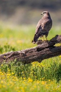 Common Buzzard (Buteo buteo) perched on an old tree trunk, Andalusia, Spain