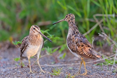 Snipe, Marsh Snipe, (Gallinago gallinago), snipe family, two, pair, Norðurþing, Húsavík, Iceland