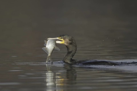 Great Cormorant (Phalacrocorax carbo), Germany