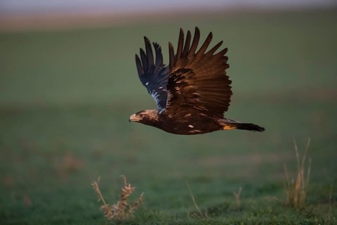 Iberian Eagle (Aquila adalberti), Spanish imperial eagle, Extremadura, Castilla La Mancha, Spain