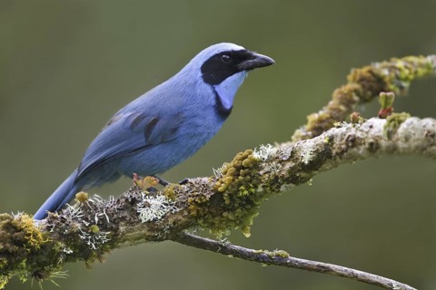 Turquoise Jay (Cyanolyca turcosa), Ecuador