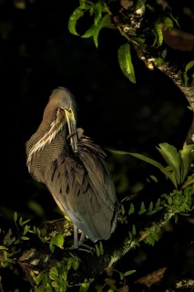 While out on a boat in Costa Rica's Tortuguero National Park early one morning, my workshop group