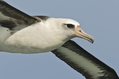 Laysan Albatross (Phoebastria immutabilis) flying, Hawaii, USA