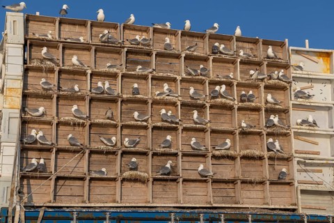 Black-legged kittiwake (Rissa tridactyla), artificial nesting wall, Vardö, Varangerfjord, Norway