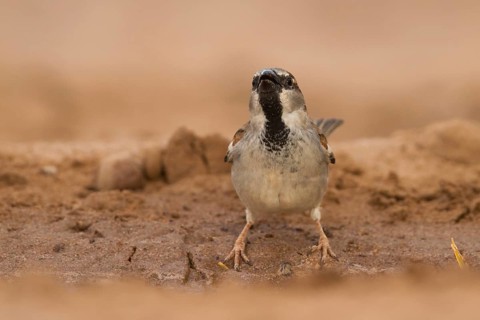 House Sparrow - Haussperling - Passer domesticus ssp. tingitanus, adult male, Morocco