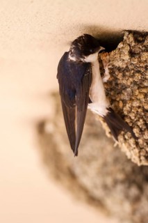 Common House Martin (Delichon urbicum) feeding chicks at nest, Madrid, Spain