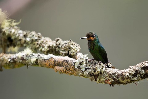 Green-crowned Brilliant (Heliodoxa jacula jacula) juvenile perched on a lichen covered branch,