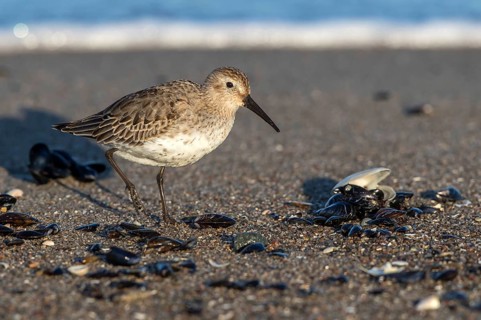 Dunlin (Calidris alpina) foraging on shoreline, Mecklenburg-Western Pomerania, Germany