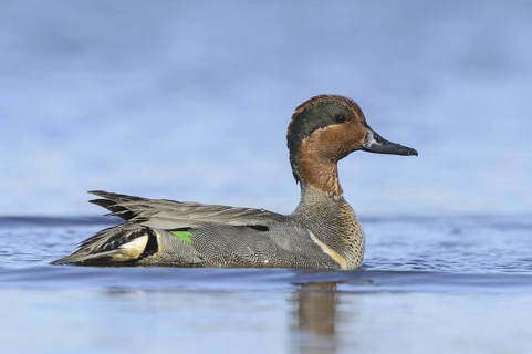 Green-winged Teal (Anas carolinensis) male, Texas, USA