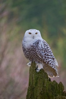 Snowy owl (Bubo scandiacus) captive, Czech Republic