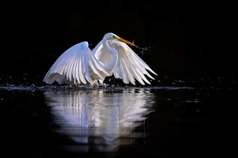 Great Egret (Ardea alba) foraging, Saxony-Anhalt, Germany