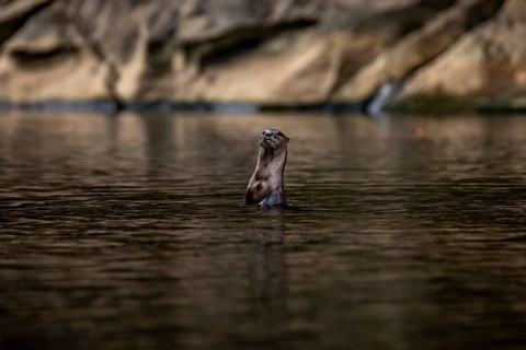 An nutria pops its head above the water surface in Khao Sok, Surat Thani, showcasing wildlife in