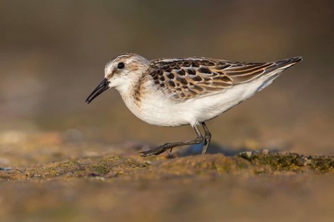Little Stint (Calidris minuta) foraging, Poland