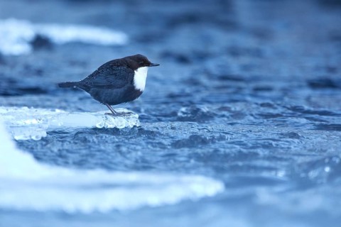 White-throated Dipper (Cinclus cinclus cinclus) on an icy river, Norrbottens laen, Sweden