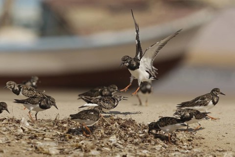 Ruddy Turnstone (Arenaria interpres), Banc, d'Arguin, National, Park, Mauretania