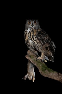 Eurasian Eagle-Owl (Bubo bubo) male with rabbit prey, Extremadura, Portugal