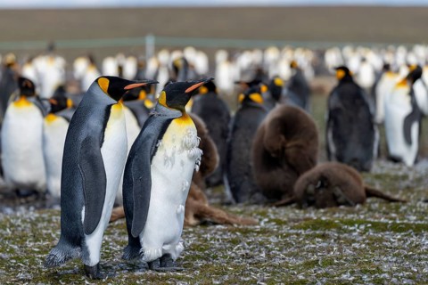 King penguins (Aptenodytes patagonicus), two adults standing side by side in colony, one in