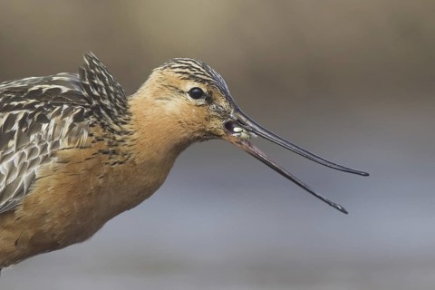 Bar-tailed Godwit (Limosa lapponica) male calling, Alaska, USA