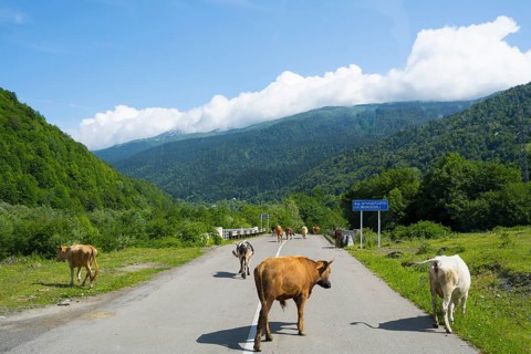 Cows on a country road in a green mountain landscape under blue sky with clouds, cows on the